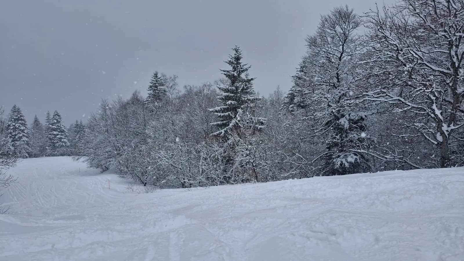 Forêt sous la neige à l'Alpe du Grand Serre, paysage hivernal