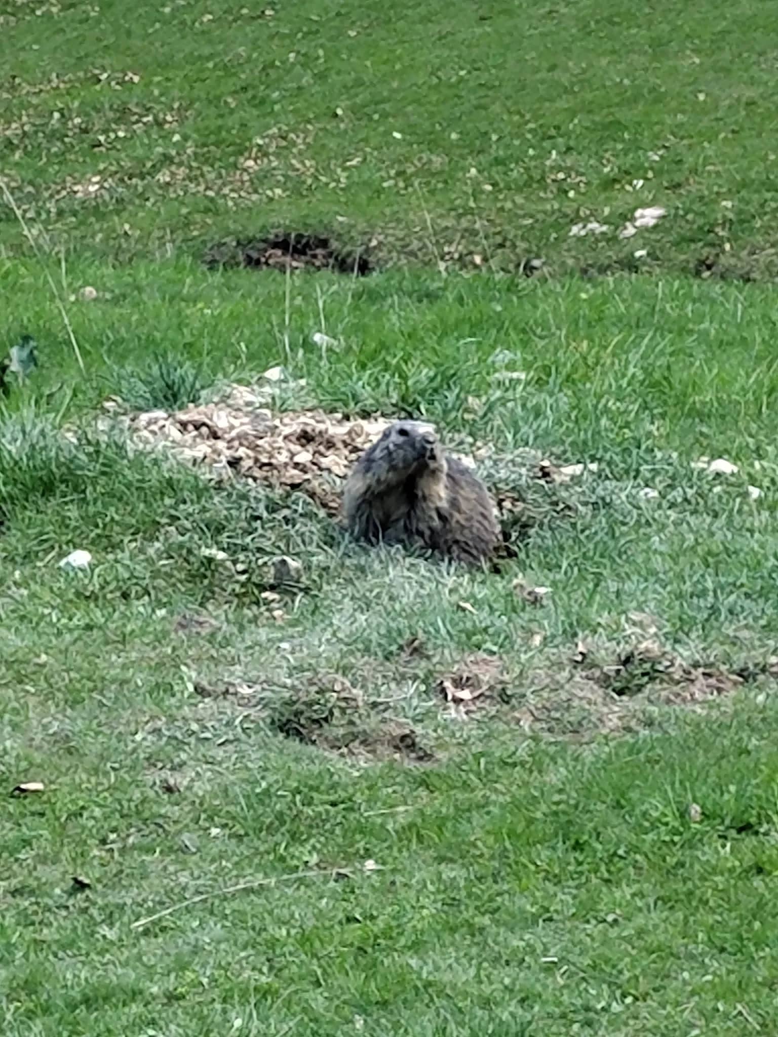 Marmotte dans les alpages de l'Alpe du Grand Serre
