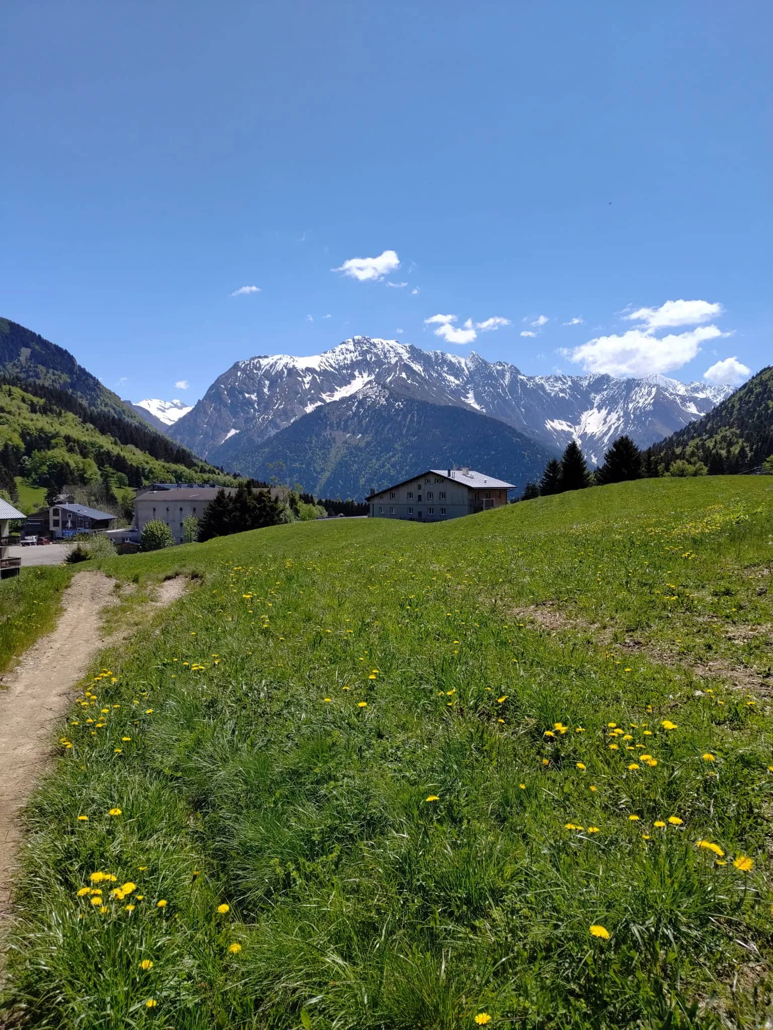 Vue dégagée sur les sommets enneigés depuis l'Alpe du Grand Serre, prairie fleurie en été